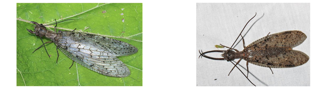 <p>Class 1-pollution sensitive</p>