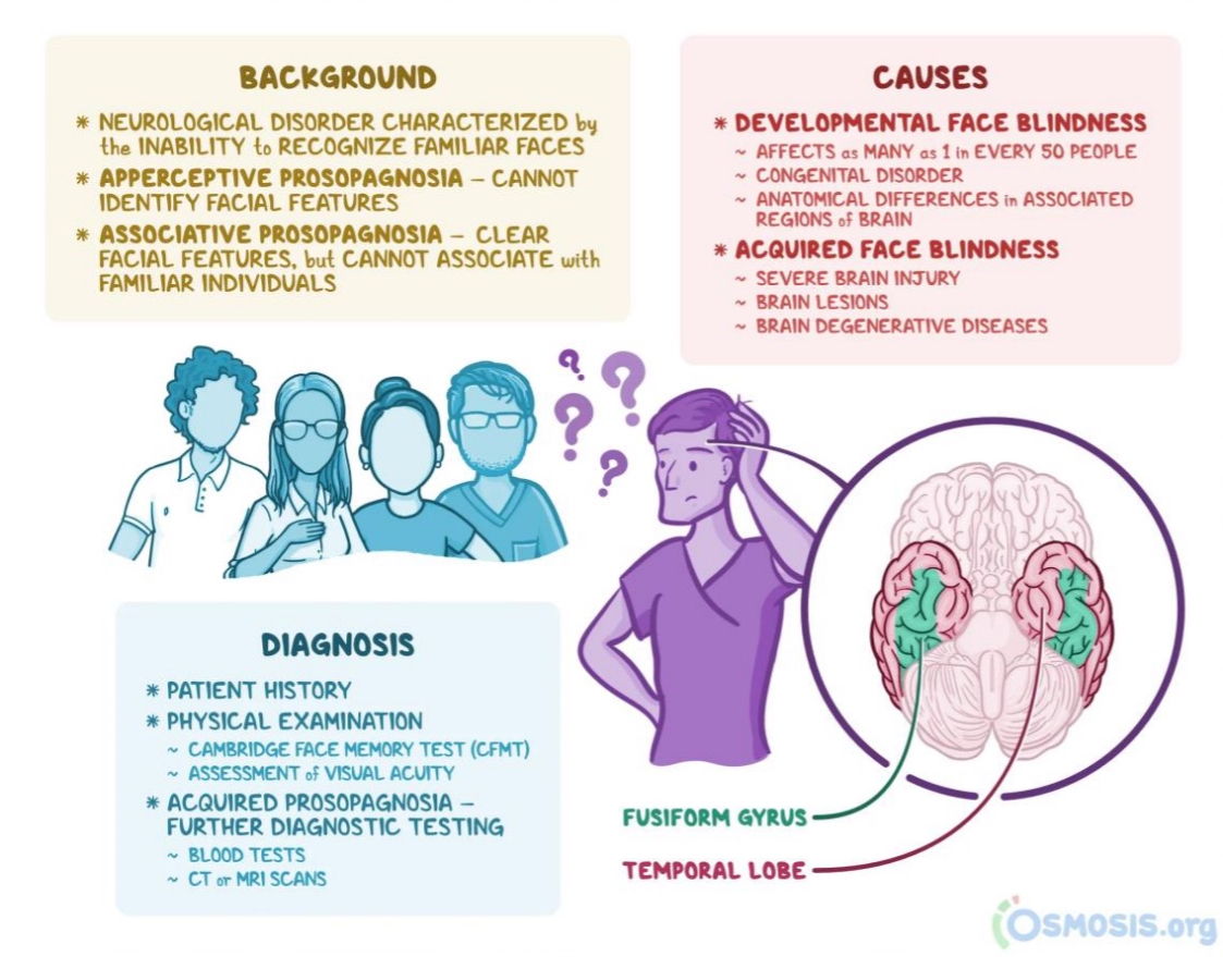 <p>“Face blindness;” inability to recognize any familiar face</p>