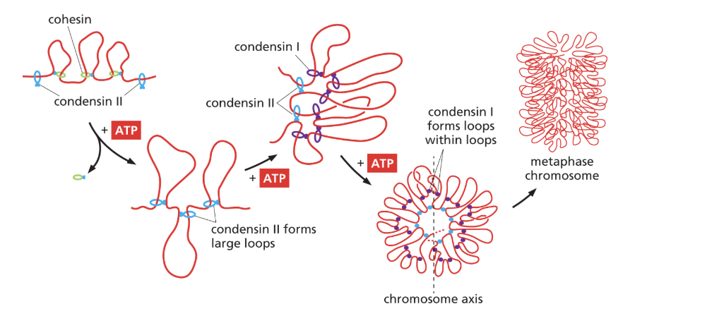 <ul><li><p>Subtype of SMC ring proteins that have differnet components like acessory proteins or complexes than cohesins </p></li><li><p>replaced cohesins during cell division</p></li><li><p>use atp hydrolysis for energy to form loops and loops withing loops </p></li><li><p>the first loops are maded by condensin II and condensin I forms the loops withing loops </p></li><li><p>final level of condensation to produce the structure of mitotic chromosomes </p></li></ul><p></p>