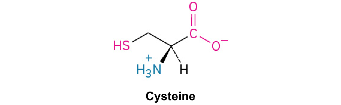 <p>An amino acid with a thiol group that is reactive and can form disulfide bonds, crucial for protein stability.</p>