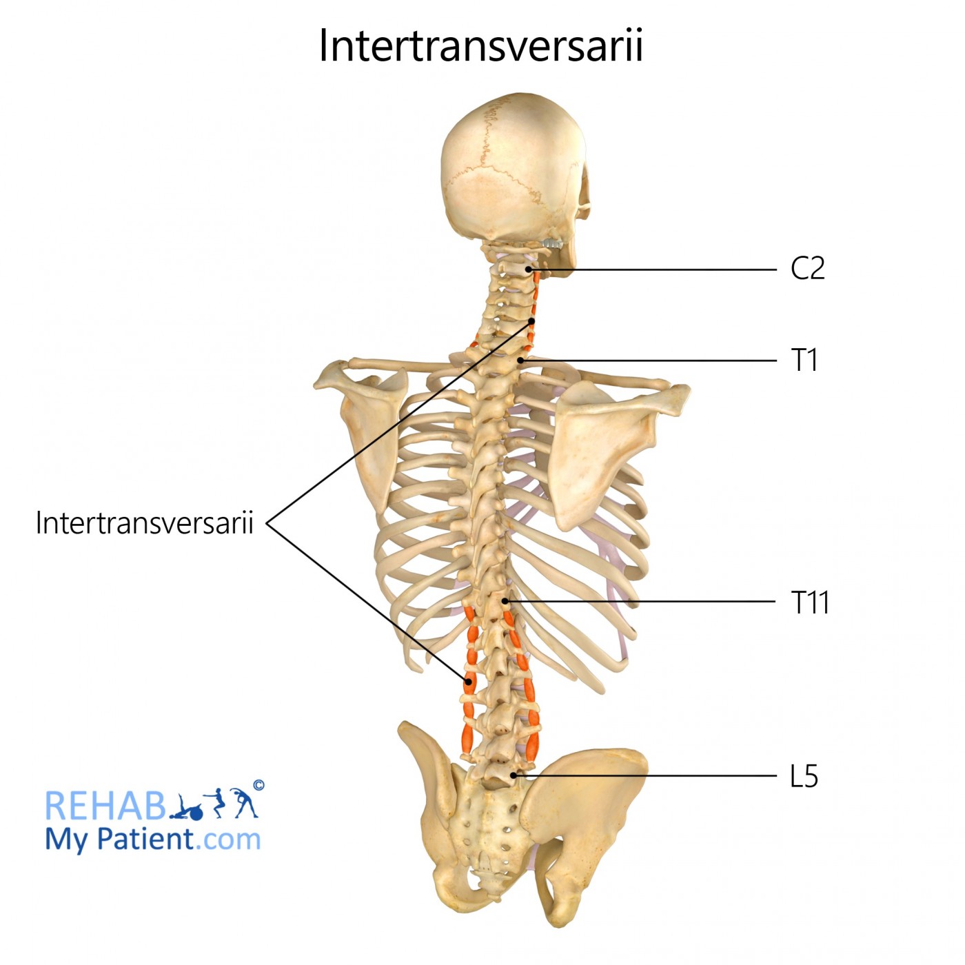 <p>Deepest Back: stabilize spine, small movements</p><p>O/I: btwn TPs L5-C1</p><p>A: lat flex</p>