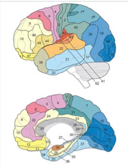 <p>somatosensory </p>