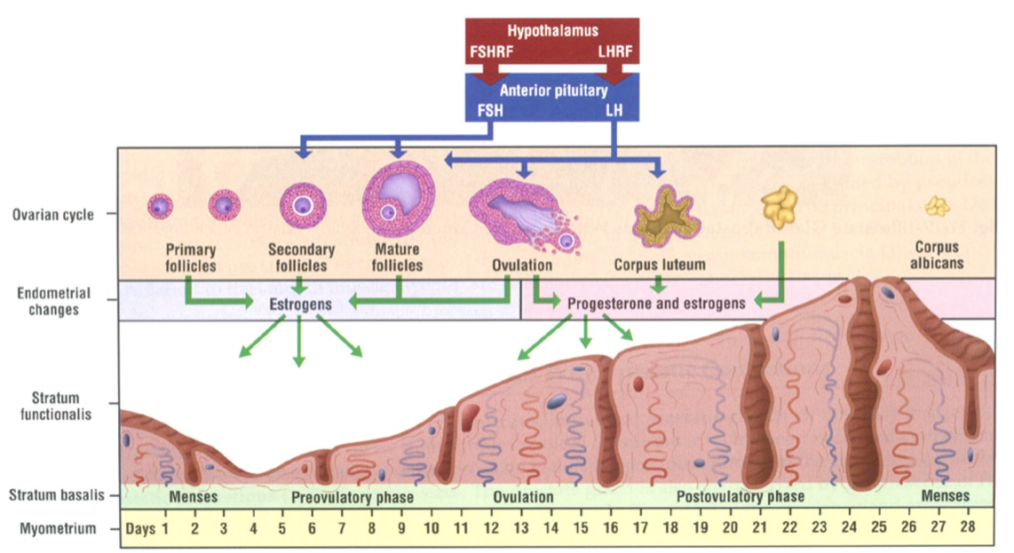 <p>(1) PROLIFERATIVE PHASE concurrent with follicular maturation and influenced by estrogens (2) SECRETORY PHASE concurrent with luteal phase and influenced by progesterone (3) MENSTRUAL PHASE commences as hormone production by corpus luteum declines</p>