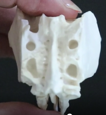 <p>small holes in the cribriform plate that allow olfactory nerves to pass through the skull form the nasal cavity into the olfactory bulbs within the skull</p>