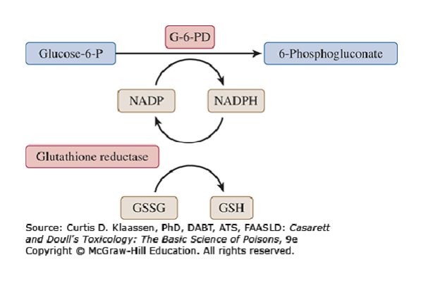 <p>G6PD produces NADPH from NADP (rate limiting enzyme)</p><p>NADPH is used by glutathione reductase to maintain intracellular levels of GSH </p>