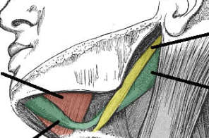<p>(green)</p>
