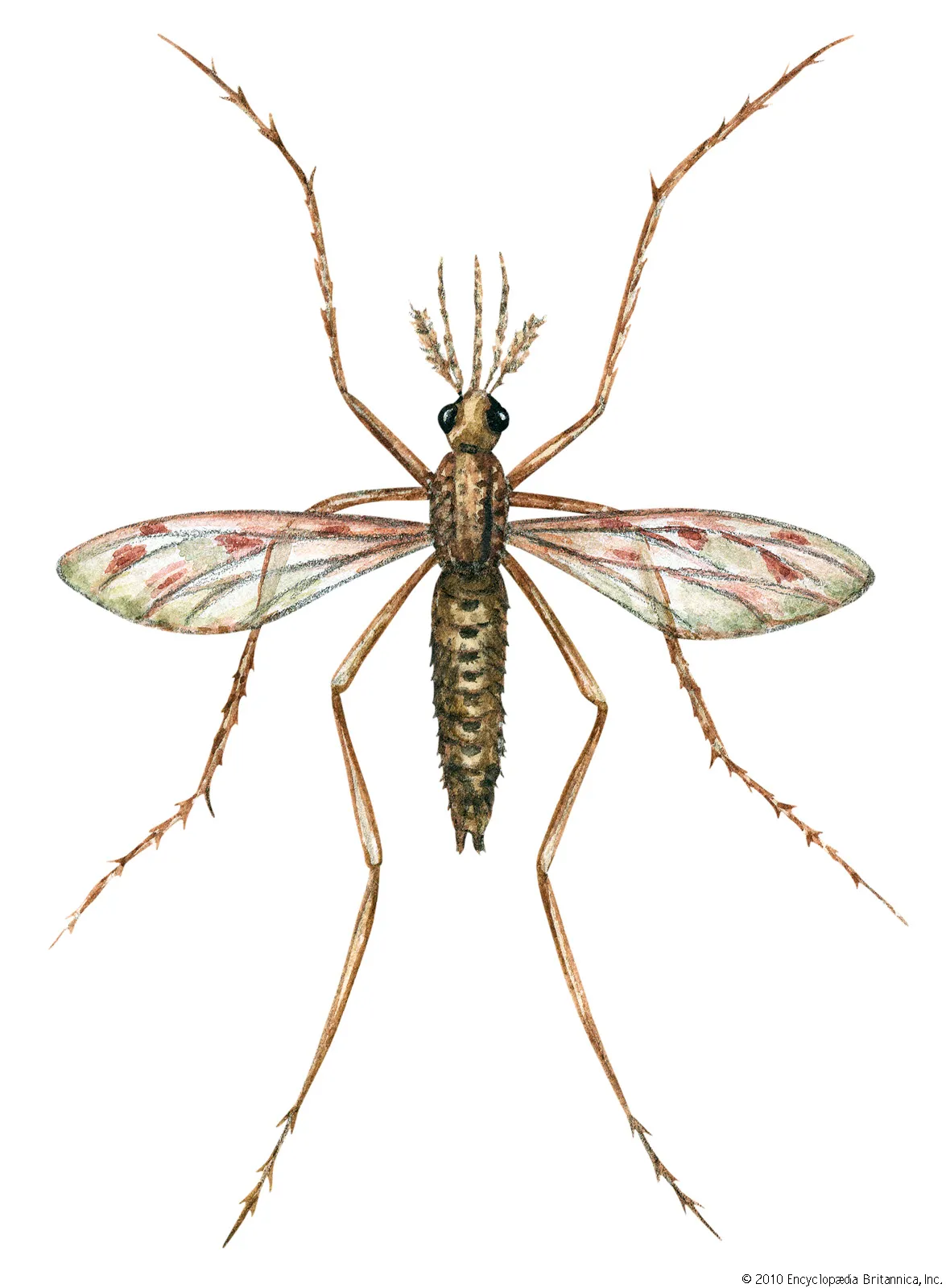 <p><span>vectors of the parasite Plasmodium, a genus of protozoans that cause malaria in birds, reptiles, and mammals, including humans</span></p>