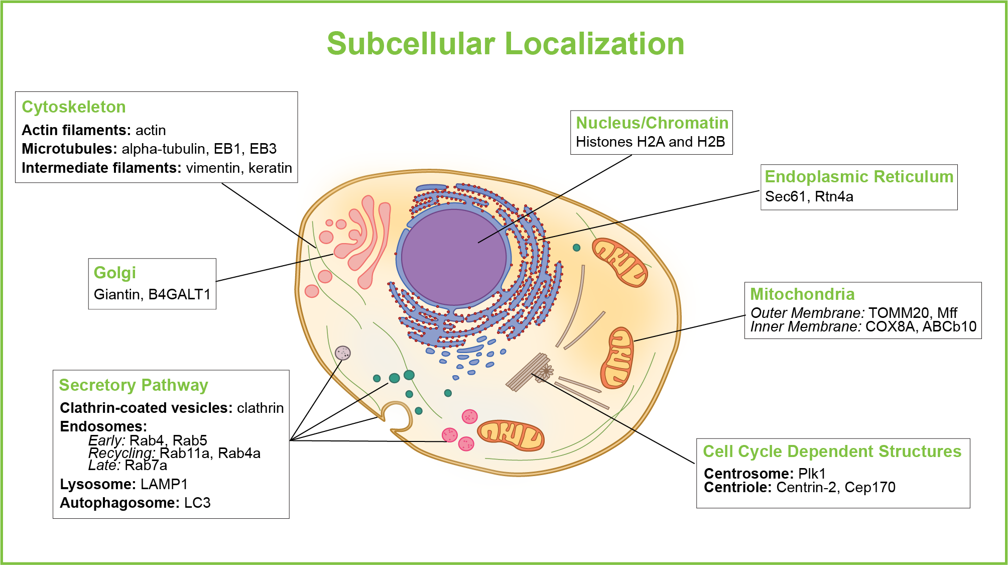 <p><span>process by which proteins are delivered to and maintained in specific locations within a cell or organism</span></p>