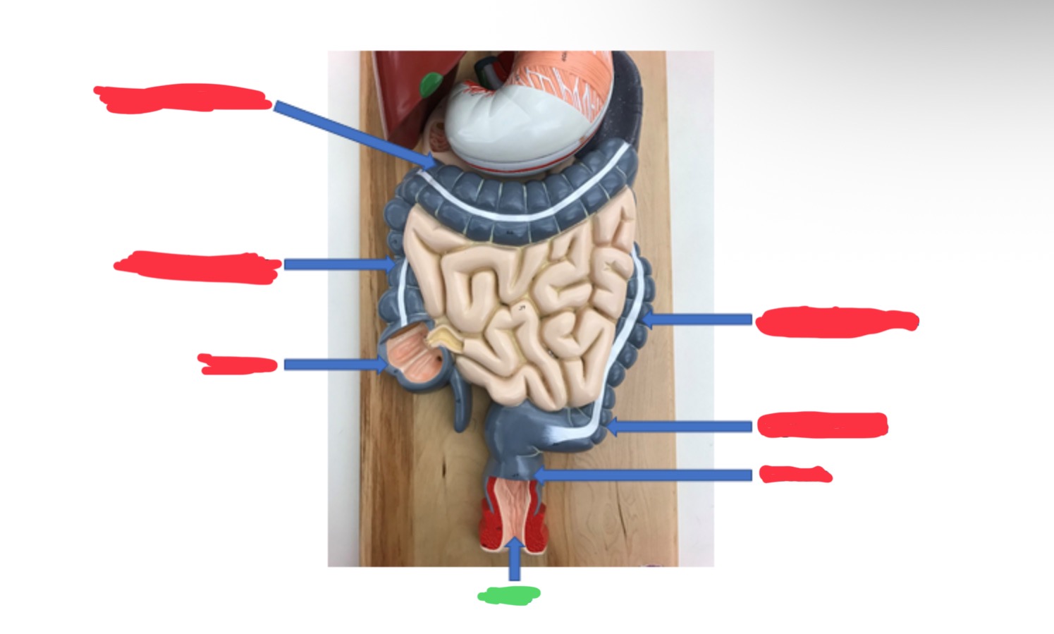 knowt flashcard image
