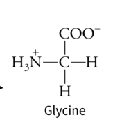 <p>Serine can serve as a PRECURSOR for GLYCINE&nbsp;</p>