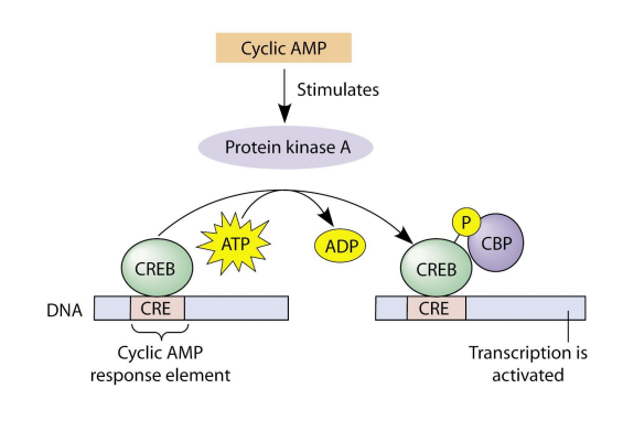 <p>EX of cAMP Activating PKA:</p><ul><li><p>EX: target protein: ___ ___/___ ___-___ which then regulates ___-___,___-___ levels</p></li><li><p>EX: gene expression: binds and activates ___ ___ ___ ___ ___-___ ___ (___) which binds to the gene ___ ___ ___ (___) with the code ___ (8)</p></li></ul><p></p>