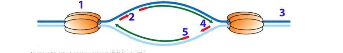 <ul><li><p>Given that the primers take a lot of time to synthesize, the replication above 4 will be faster than that below 4.</p></li><li><p>2 and 4 are likely to be RNA primers</p></li><li><p>The DNA end immediately under 3 is a 5’ end</p></li></ul>