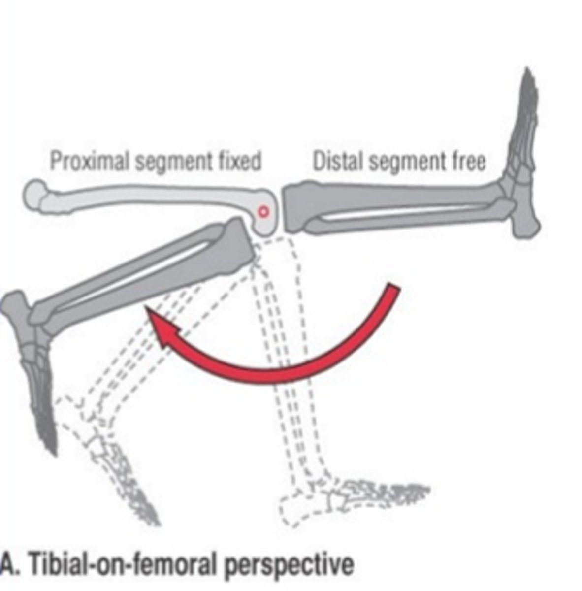 <p>proximal segment FIXED</p>
