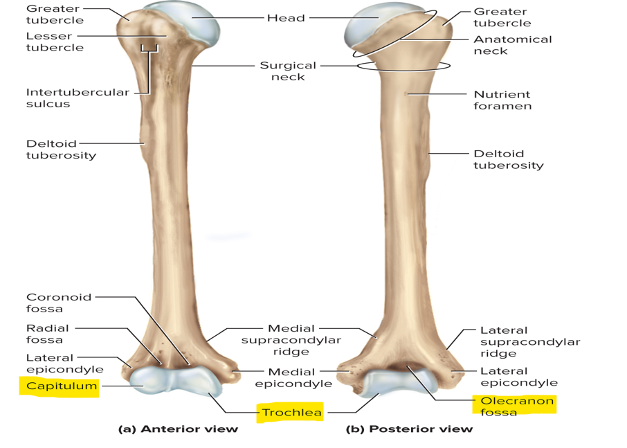 <p>Rounded capitulum - articulates with the head of the radius</p><p>Trochlea - articulates with the ulna</p><p>Olecranon fossa - holds olecranon process of ulna </p>