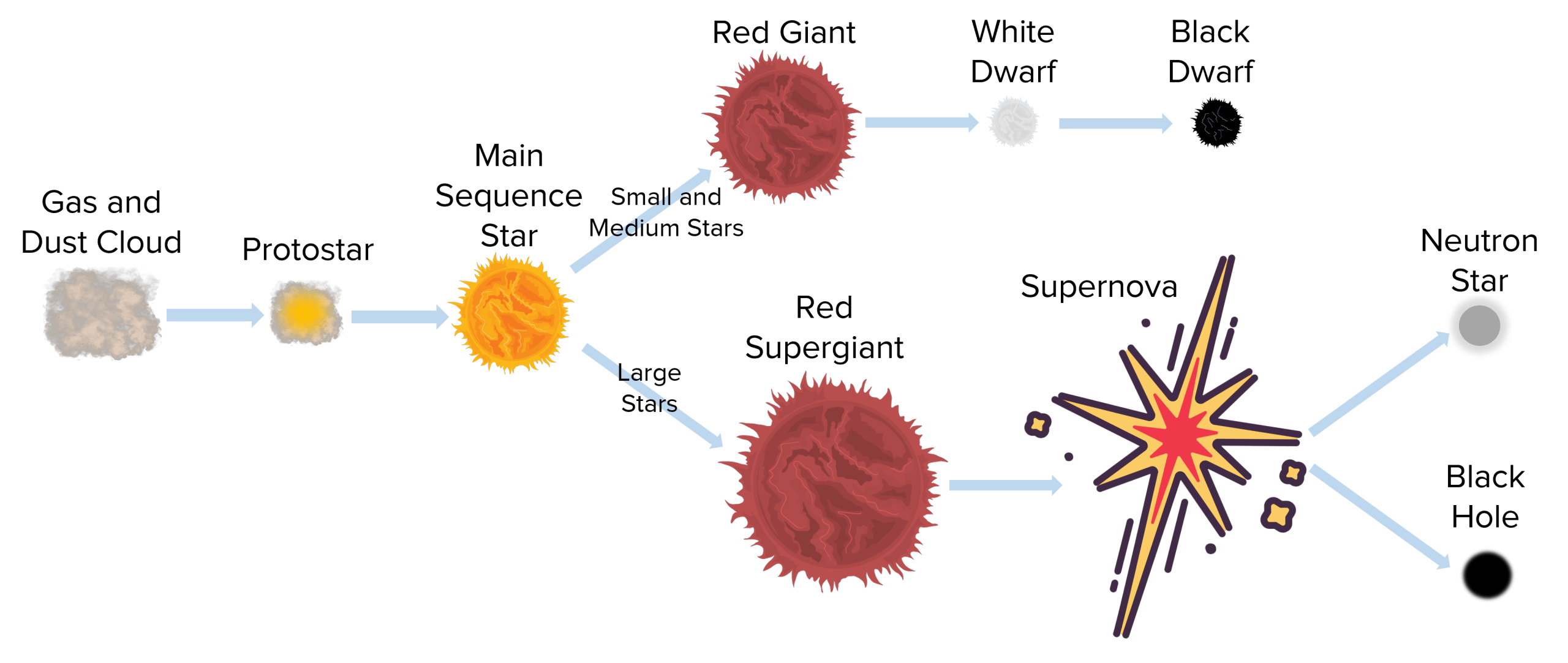 <p>Nebula (dust + gas)</p><p>Protostar</p><p>Main Sequence Star </p><ul><li><p>Super Red Giant</p><ul><li><p>Supernova</p><ul><li><p>Neutron Star</p></li><li><p>Blackhole (massive)</p></li></ul></li></ul></li><li><p>Red Giant</p><ul><li><p>White Dwarf</p></li><li><p>Black Dwarf</p></li></ul></li></ul>