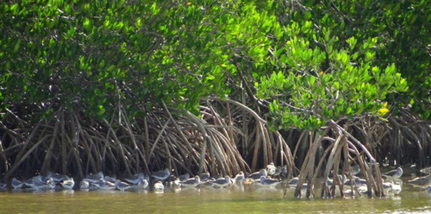 <p>A root morphology in trees that extends the roots above the ground, especially in low-lying areas where flooding is common.</p><p>- develop from the base of stem nodes in certain plants.</p><p>-They grow downward into the soil, providing mechanical support to weaker stems and facilitating faster vertical growth.</p>