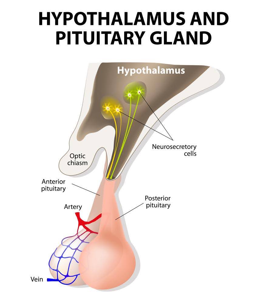 <p>hypothalamus </p>