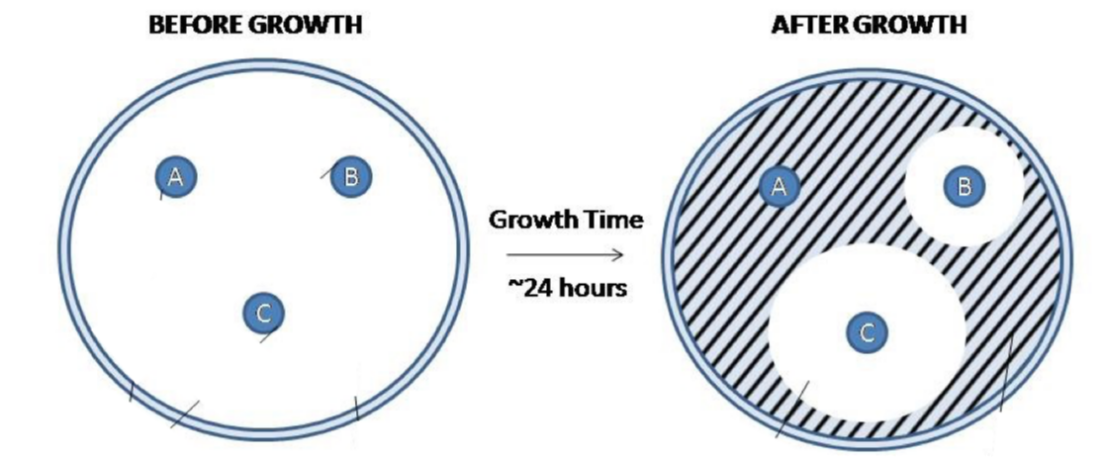 <p>The following image is a result from Kirby-Bauer Disk Susceptibility test of Staphylococcus aureus against three antibiotics. What can be concluded from the result below.</p>