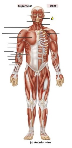 <p>identify the muscle</p>