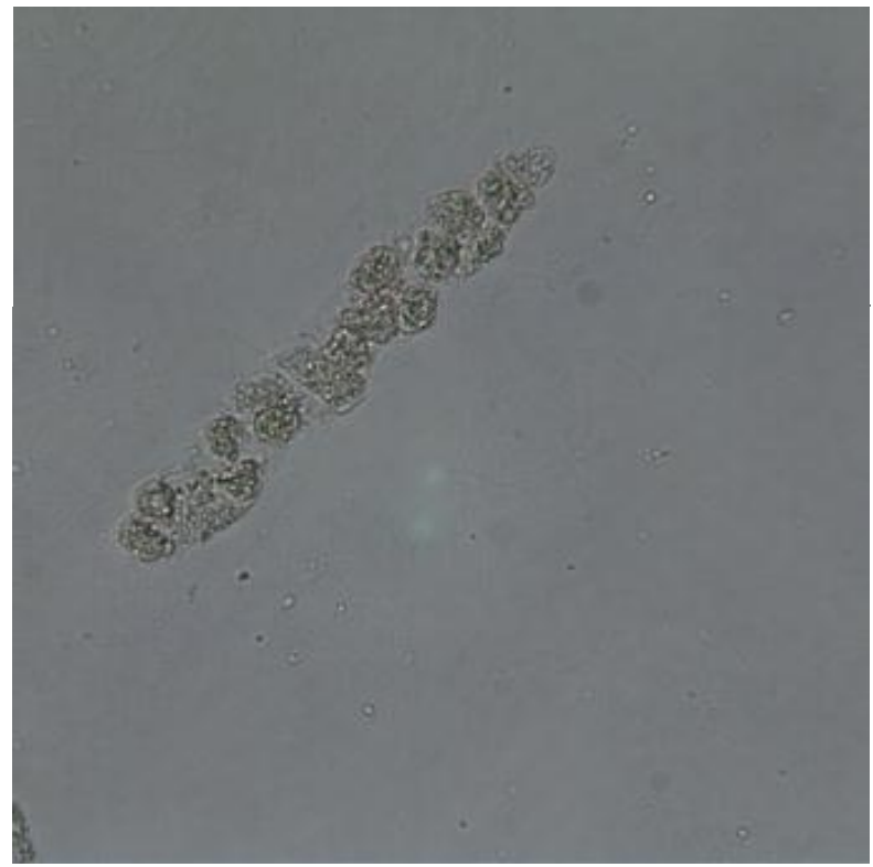 term image