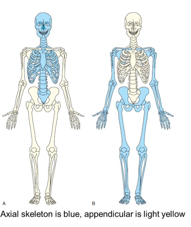 <p>appendicular skeleton </p>