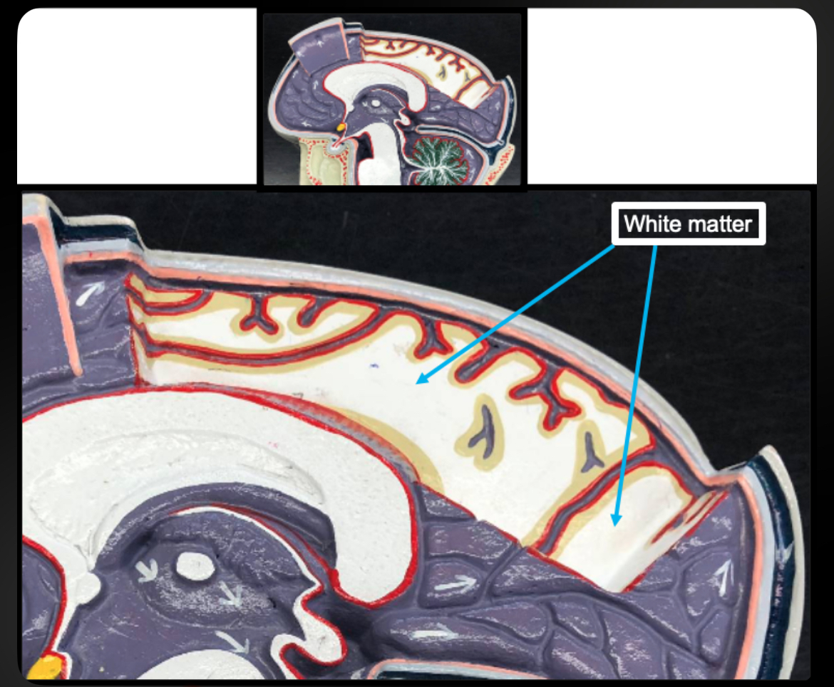 <p>White Matter (Brain)</p>