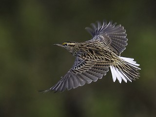 <p>Eastern Meadowlark</p>