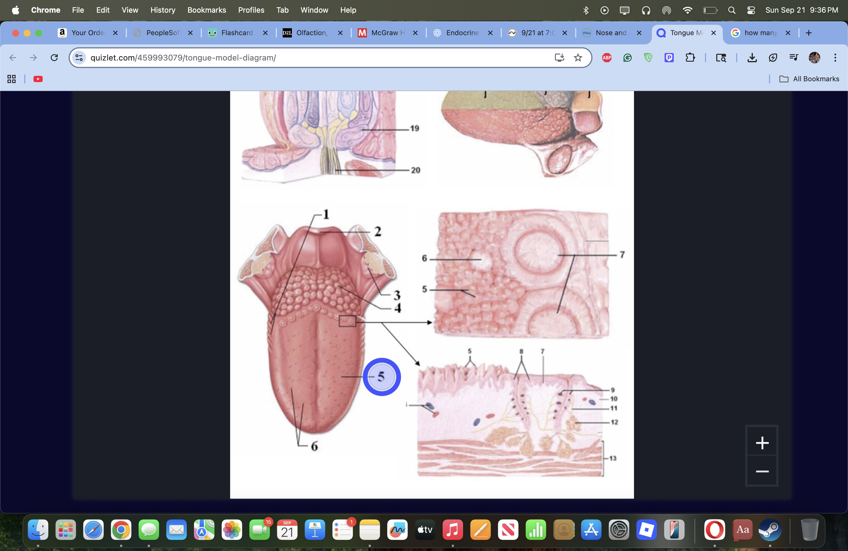 knowt flashcard image