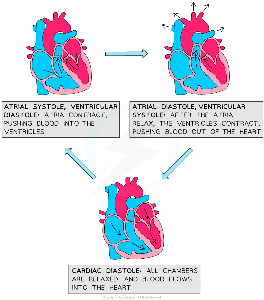 <ul><li><p>Atrial systole</p><ul><li><p>systole = contraction</p></li></ul></li><li><p>Ventricular systole </p></li><li><p>Diastole</p></li></ul><p></p>