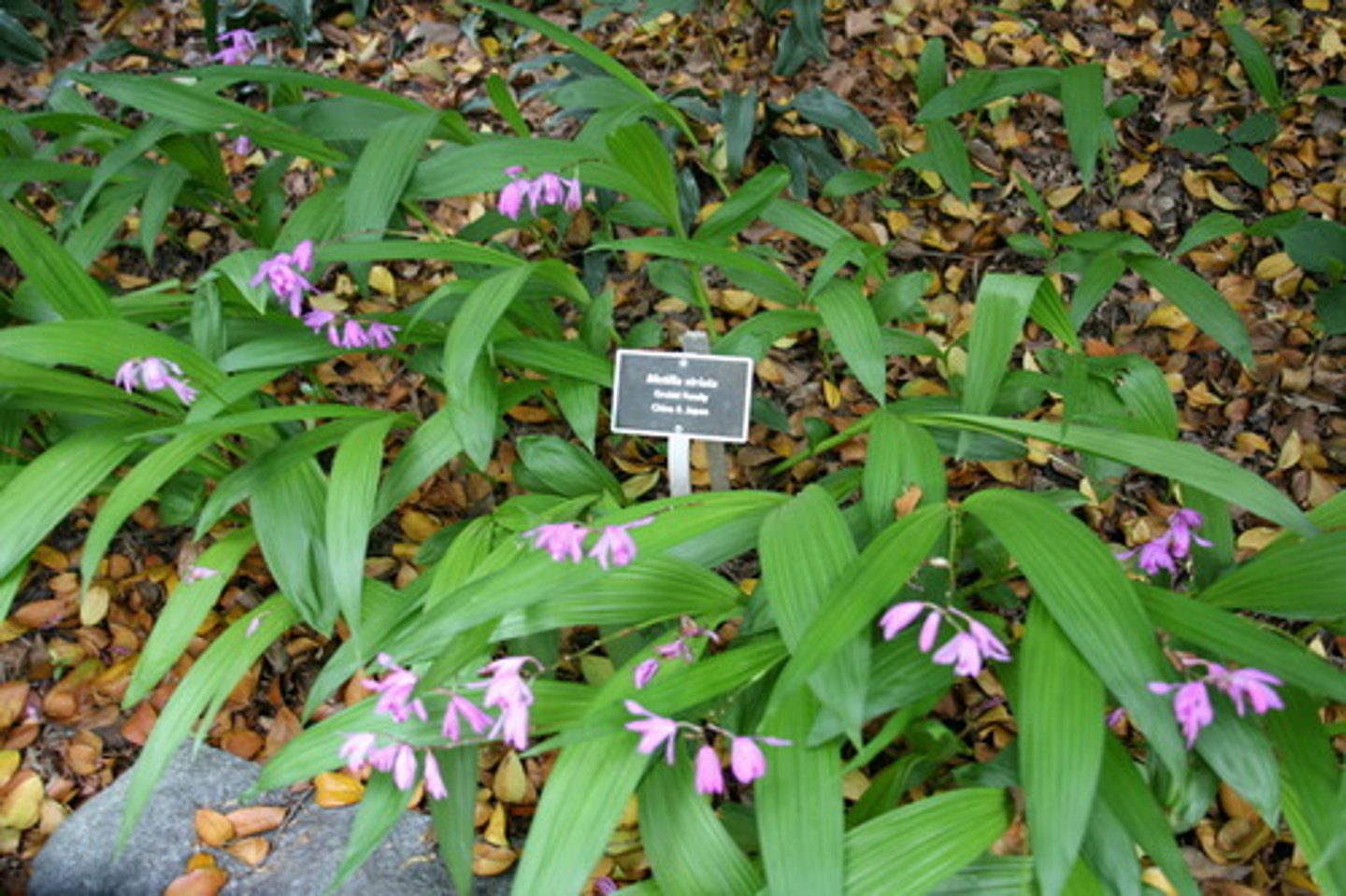 <p>non epiphite; colonizing; individual stems</p><p>leaves: ridged underside; pleated leaves; sheathing petiole; lanceolate leaves</p><p>blooms: 2 ft tall in bloom; 9-12 blooms per stem</p>