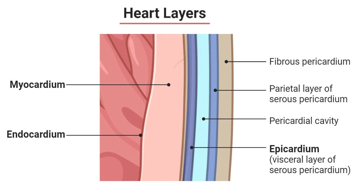 <p>What is the INSIDE LINING of the heart’s chambers called?</p>