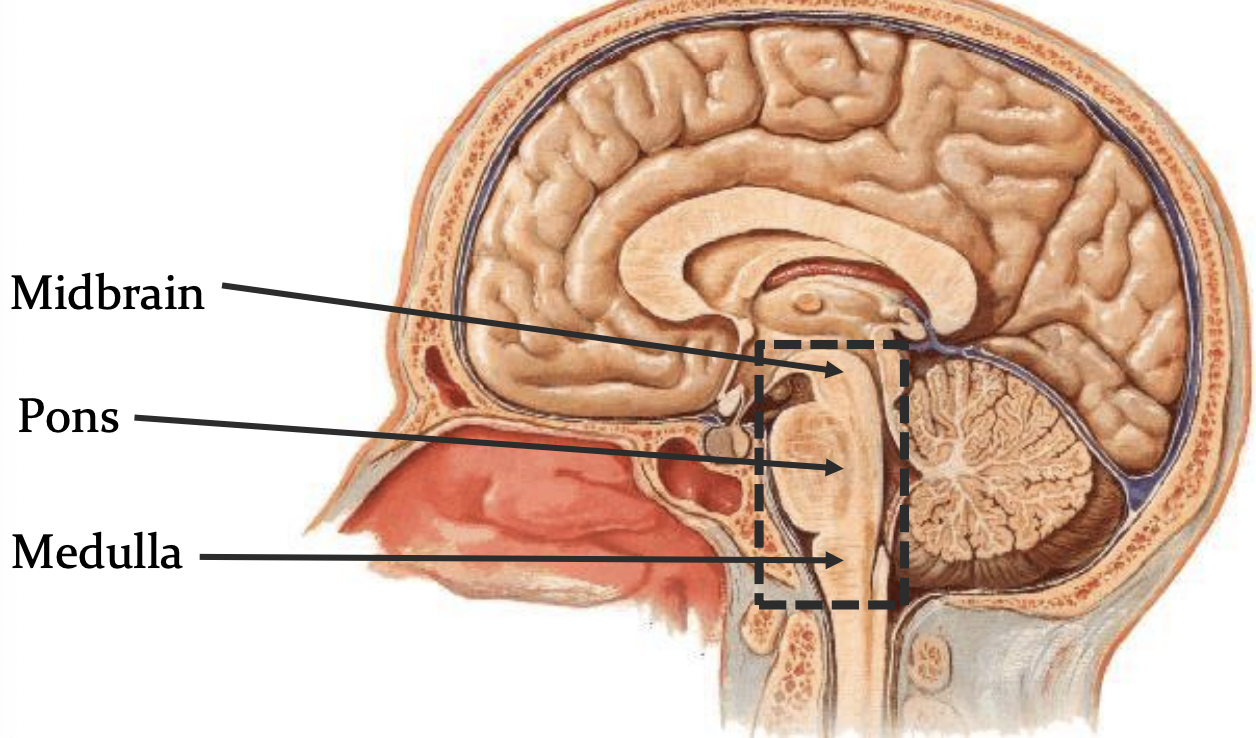 <p>midbrain</p><p>pons</p><p>medulla </p>