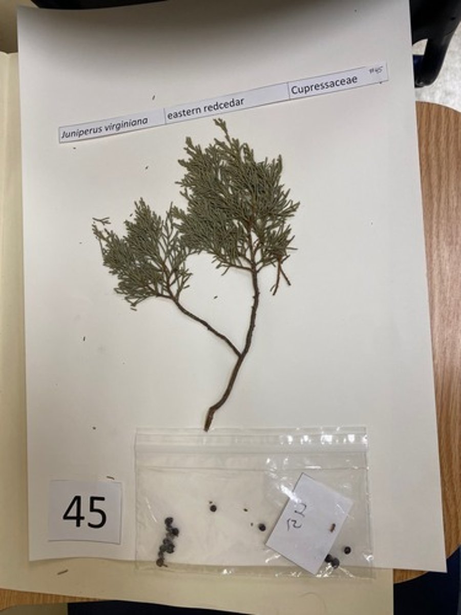 <p>juniperus virginiana (Cupressaceae)</p>