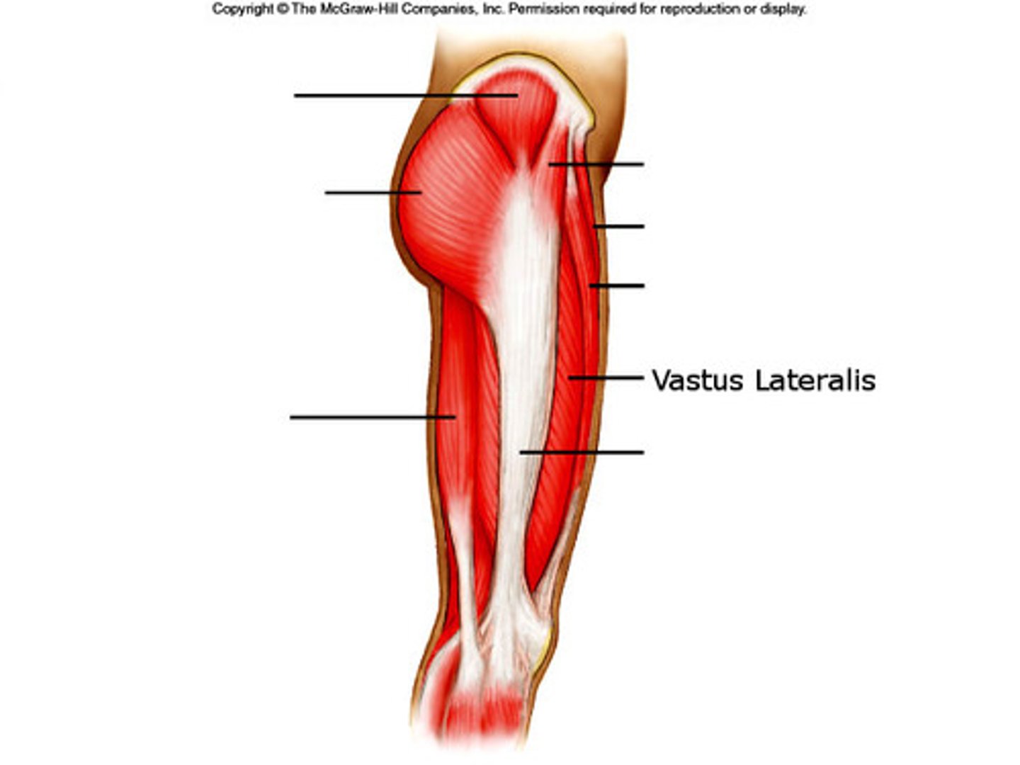 <p>Part of quadriceps muscle group; Extends the knee; Located on the lateral side of the thigh</p>