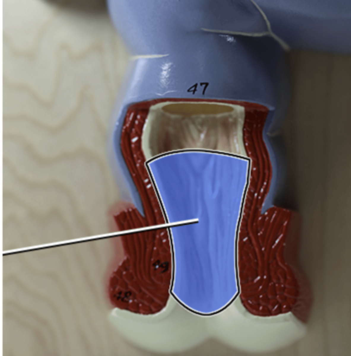 knowt flashcard image