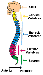 cervical, thoracic, lumbar, sacral