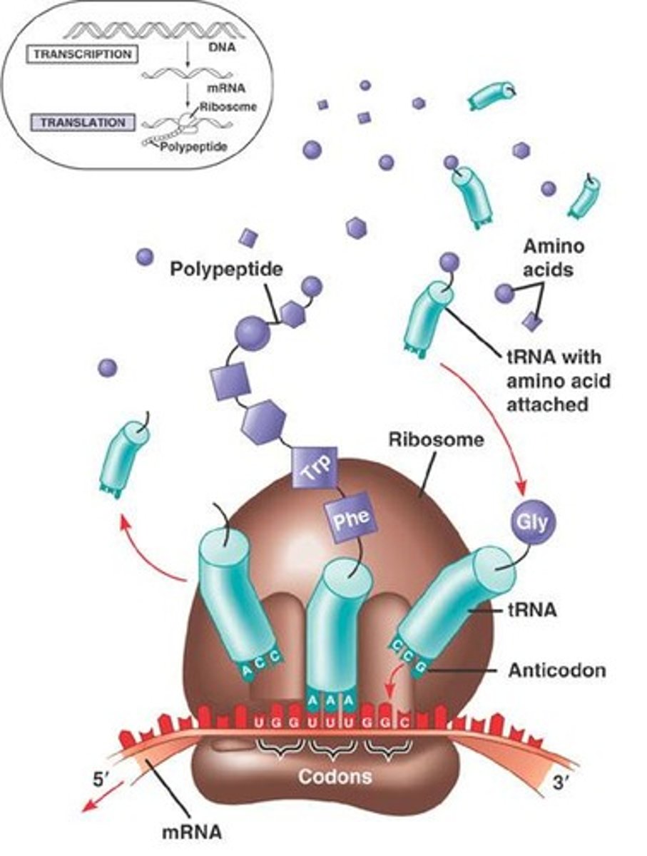 <p>Process of synthesizing proteins from RNA.</p>