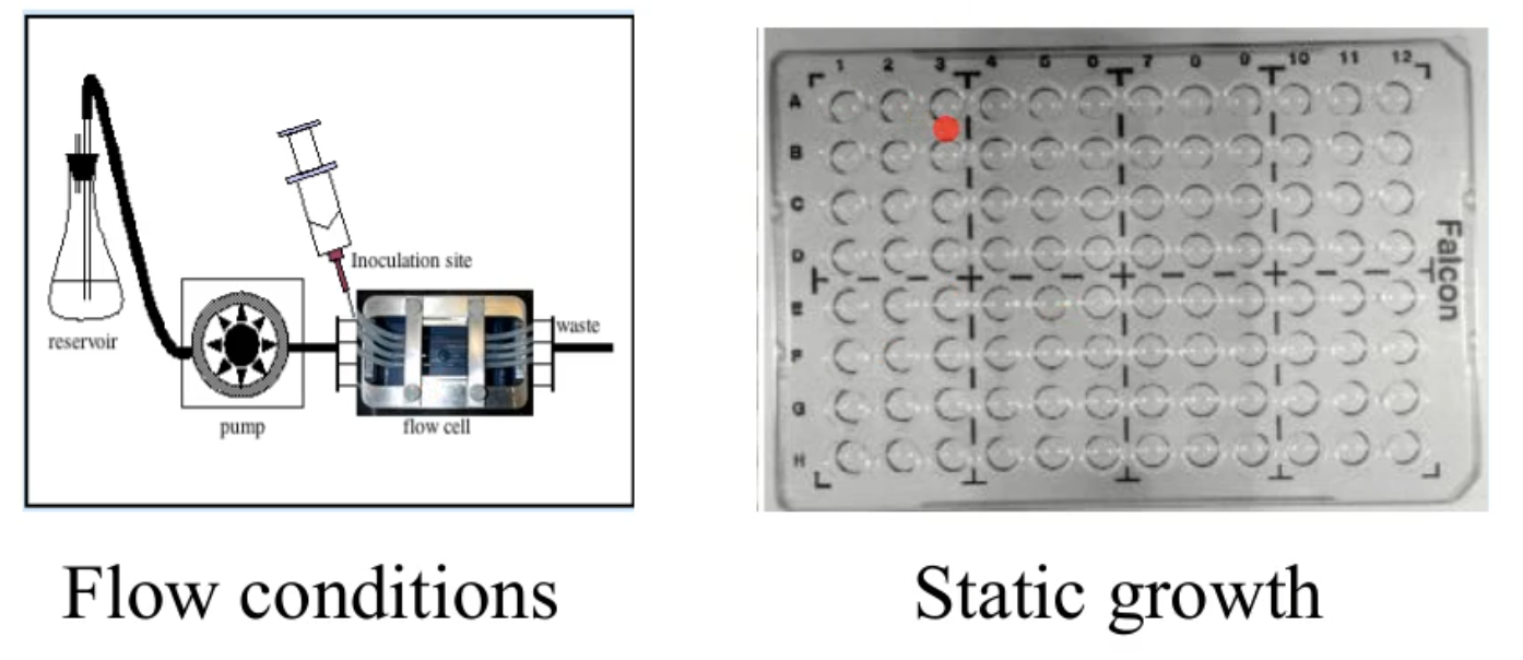 <ul><li><p>flow conditions </p></li><li><p>static growth</p></li></ul><p></p>