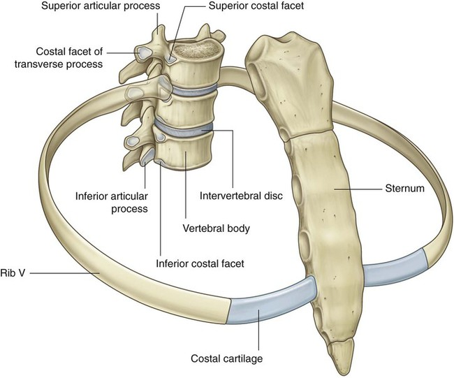 <p>Where is the costovertebral joint?</p><p></p>