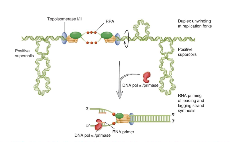 <p>Mcm2-7 acts as the licensing protein and a helicase in the CMG complex</p><ul><li><p>ATP hydrolysis by ORC with the help of Cdc6 are needed to load mcm2-7 at the origin</p></li><li><p>mcm2-7 is only loaded on the origin when CDK activity is low</p></li><li><p>when CDK activity is high the licensed origins fire and CDK can phosphorylate Mcm2-7 and prevent it from being loaded at the origin</p></li><li><p>CMG helicase complex goes with replication fork and unwinds DNA ahead of the fork powered by ATP hydrolysis</p></li><li><p>ssDNA is bound by RPA as DNA is unwound which protects DNA from nucleases</p><ul><li><p>positive supercoil ahead of fork and negative supercoil behind the fork need to be resolved by topoisomerase</p></li></ul></li></ul><p></p>
