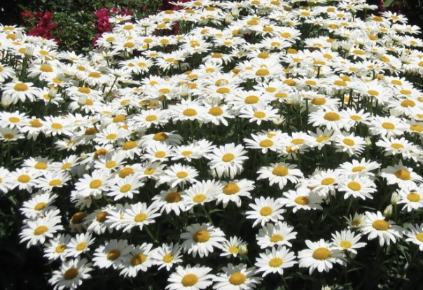 <p>Name This Flower</p>
