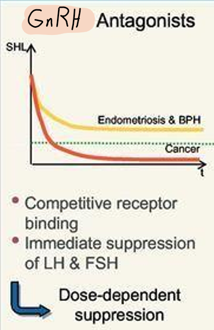 <p>Antiporliferative effect</p><p><strong>GnRH receptor antagonists</strong></p><p>Inhibition of LH/FSH secretion and secondary Testosterone release.</p><p>Imidiate not increasing LF/FS/testosterone</p><p>Indication: prostate cancer</p>