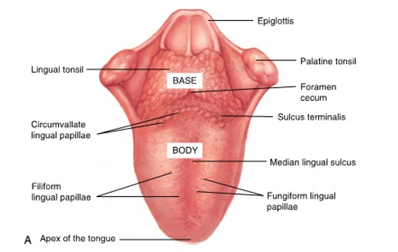 <ul><li><p>dorsal surface</p></li><li><p>midline depression of tongue</p></li><li><p>corresponding to the position of a midline fibrous structure deeper in the tongue and fusion tissue area</p></li></ul><p></p>