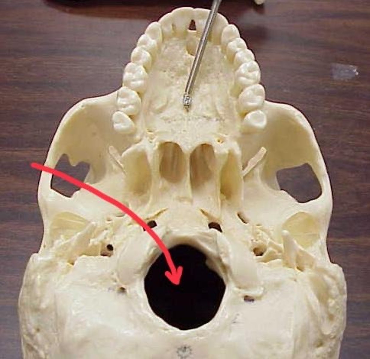 knowt flashcard image