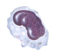 <p>abundant gray-blue cytoplasm; dark blue-purple nucleus often kidney-shaped</p>