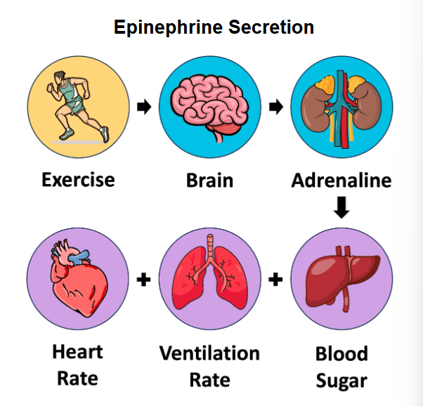 <p>Amygdala → send stress signal to hypothalamus → initiate fight/fight response</p><p>Hypothalamus → stimulate release of epinephrine from adrenal gland above kidneys</p><p>Effect:</p><ul><li><p>Heart rate - elevated, strength of cardiac contractions increase&nbsp;</p><ul><li><p>Greater blood flow from heart</p></li></ul></li><li><p>More blood sent to skeletal muscle - o2 + glucose needed for a/anr respiration&nbsp;</p><p>Bronchioles widen → improve uptake of GE</p></li><li><p>Liver → convert glycogen to glucose for transport to muscles</p></li></ul><p></p>