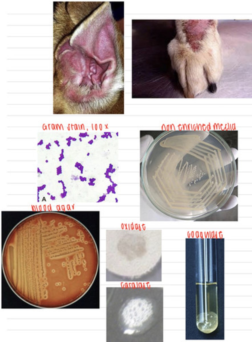 <p>A dog comes into the vet because of these skin lesions and ear infection. We take samples, and isolate them on non-enriched media, blood agar, and MacConkey agar (no growth). we also stain using the gram method and perform oxidase, catalase, and coagulase tests. Here are the results.</p><p>What is the diagnosis?</p>