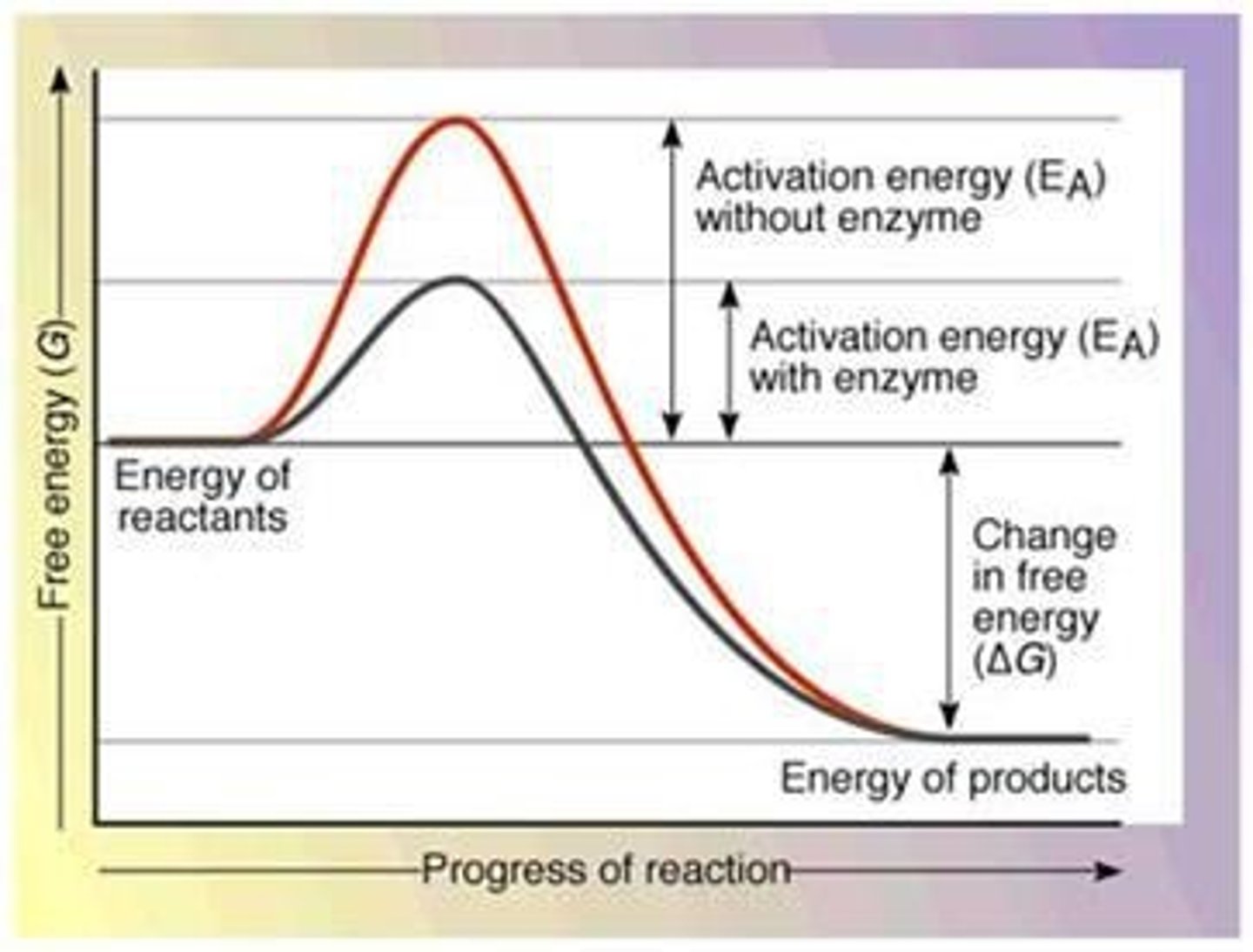<p>Speed up metabolic reactions by lowering energy barriers. Enzymes are catalytic proteins.</p>
