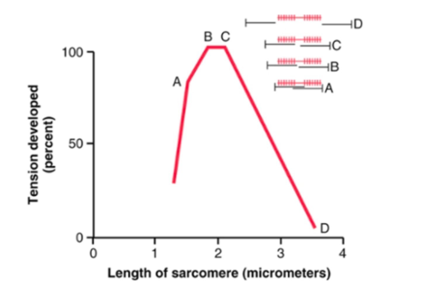 <p>each of the cross-bridges is believed to operate independently of all the others, with each attaching and pulling in a continuous repeated cycle - therefore, the greater the # of cross-bridges in contact with the actin filament at any given time, the greater the force of contraction </p><p>amount of actin and myosin overlap determines tension developed by contracting muscle </p>