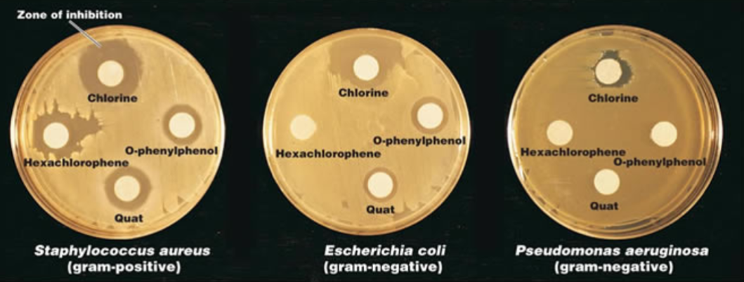 <p>Uses antibiotics containing disks to test whether particular bacteria are susceptible to specific antibiotics</p>